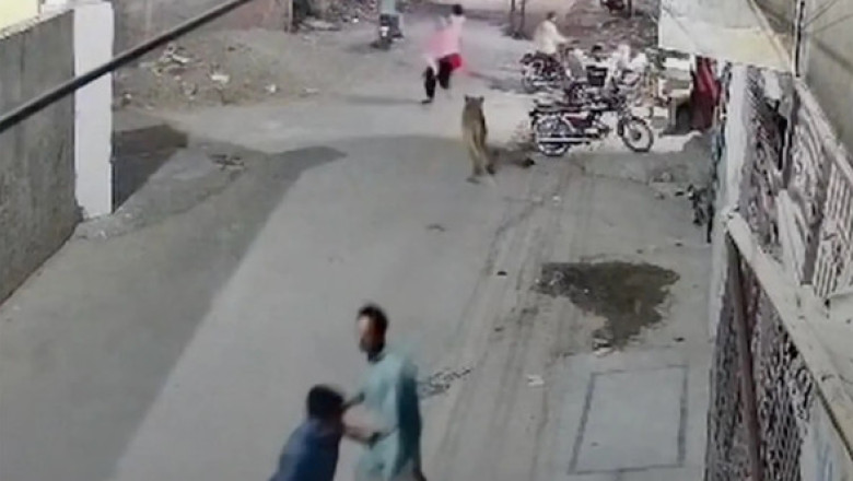 Teroare pe străzile din Pakistan. Momentul când un leu de companie a evadat și a atacat o mamă și doi copii