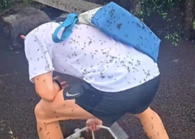 Țara în care turiștii sunt „atacați” de insecte. Imaginile cu roiul de gândaci sunt virale