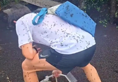 Țara în care turiștii sunt „atacați” de insecte. Imaginile cu roiul de gândaci sunt virale