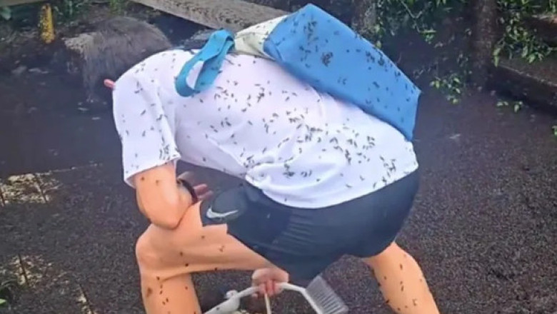 Țara în care turiștii sunt „atacați” de insecte. Imaginile cu roiul de gândaci sunt virale