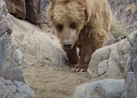 „Cel mai rar urs” din lume, surprins de o cameră de supraveghere. Cum arată animalul care locuiește în „condiții extreme”