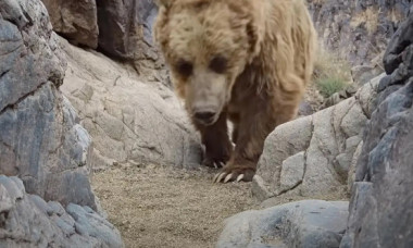 „Cel mai rar urs” din lume, surprins de o cameră de supraveghere. Cum arată animalul care locuiește în „condiții extreme”
