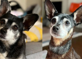Descoperirea incredibilă a unei familii după ce a adoptat un câine: «Am țipat în sala de conferințe». Ce a arătat testul ADN