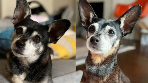 Descoperirea incredibilă a unei familii după ce a adoptat un câine: «Am țipat în sala de conferințe». Ce a arătat testul ADN