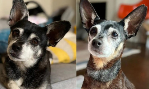 Descoperirea incredibilă a unei familii după ce a adoptat un câine: «Am țipat în sala de conferințe». Ce a arătat testul ADN
