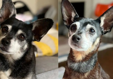 Descoperirea incredibilă a unei familii după ce a adoptat un câine: «Am țipat în sala de conferințe». Ce a arătat testul ADN