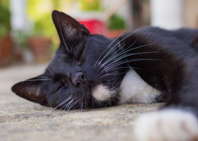 De ce adoră pisicile să doarmă pe beton. Un expert în comportamentul animalelor explică această obsesie a felinelor