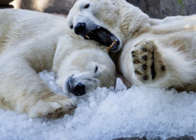 Imagini adorabile cu doi urși polari care se tăvălesc în zăpadă. Răsfățul primit de la o gradină zoologică din Praga