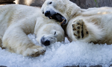 Imagini adorabile cu doi urși polari care se tăvălesc în zăpadă. Răsfățul primit de la o gradină zoologică din Praga