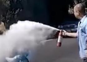 Momentul când o femeie este atacată de un roi de albine. A fost salvată de un instalator: „Mi-am amintit de bunica mea”