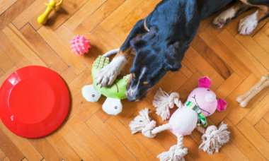 Șapte jucării pe care să nu le cumperi niciodată câinelui tău: „Sunt extrem de periculoase”