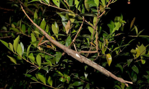 O nouă specie de insectă-băţ, de dimensiuni neobişnuit de mari, descoperită în Australia