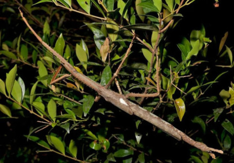 O nouă specie de insectă-băţ, de dimensiuni neobişnuit de mari, descoperită în Australia