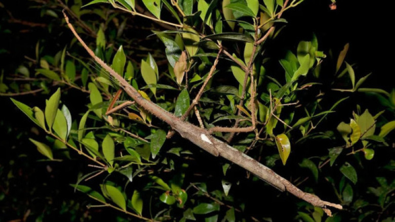 O nouă specie de insectă-băţ, de dimensiuni neobişnuit de mari, descoperită în Australia