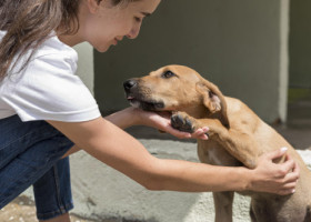 Descoperirea făcută de o femeie după ce a salvat un câine care urma sa fie eutanasiat. Patrupedul are o rasă extrem de rară