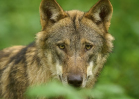 Femeie atacată de un lup într-un mall din Germania. Animalul sălbatic a dat buzna în centrul comercial în plină zi