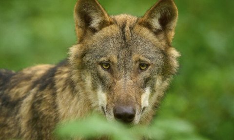 Femeie atacată de un lup într-un mall din Germania. Animalul sălbatic a dat buzna în centrul comercial în plină zi