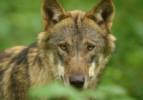 Lupii încă se tem de oameni chiar şi în habitatele protejate. Concluziile celui mai recent studiu al cercetătorilor