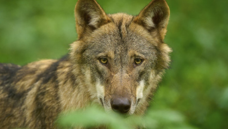 Lupii încă se tem de oameni chiar şi în habitatele protejate. Concluziile celui mai recent studiu al cercetătorilor
