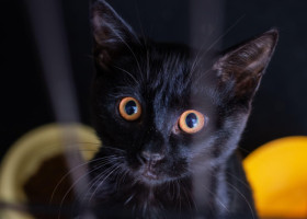 Orașul care interzice adopţia pisicilor negre înainte de Halloween. Autorităţile locale „nu pot închide ochii” la această „problemă”