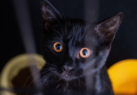 Orașul care interzice adopţia pisicilor negre înainte de Halloween. Autorităţile locale „nu pot închide ochii” la această „problemă”