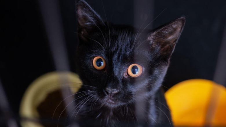 Orașul care interzice adopţia pisicilor negre înainte de Halloween. Autorităţile locale „nu pot închide ochii” la această „problemă”