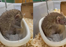 Imagini virale cu un tenrec care face baie într-o mini-cadă. Adorabilul animal se „spală” cu praf ca un mic prinț exotic