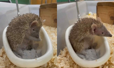 Imagini virale cu un tenrec care face baie într-o mini-cadă. Adorabilul animal se „spală” cu praf ca un mic prinț exotic