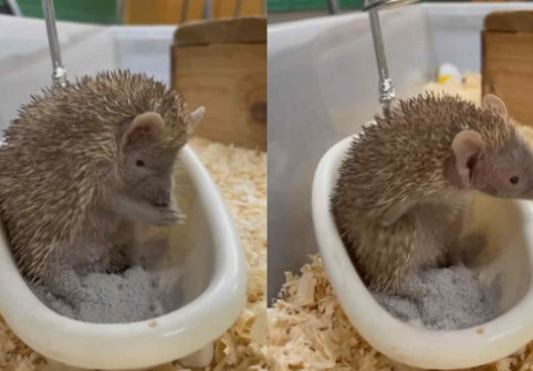 Imagini virale cu un tenrec care face baie într-o mini-cadă. Adorabilul animal se „spală” cu praf ca un mic prinț exotic