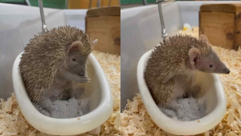 Imagini virale cu un tenrec care face baie într-o mini-cadă. Adorabilul animal se „spală” cu praf ca un mic prinț exotic