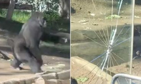 Panică la Grădina Zoologică din San Diego. O gorilă a spart geamul incintei în fața vizitatorilor: „S-a simțit ca un cutremur”