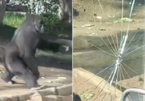 Panică la Grădina Zoologică din San Diego. O gorilă a spart geamul incintei în fața vizitatorilor: „S-a simțit ca un cutremur”