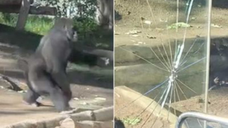 Panică la Grădina Zoologică din San Diego. O gorilă a spart geamul incintei în fața vizitatorilor: „S-a simțit ca un cutremur”