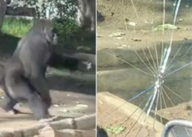 Panică la Grădina Zoologică din San Diego. O gorilă a spart geamul incintei în fața vizitatorilor: „S-a simțit ca un cutremur”