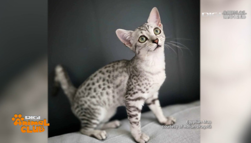 DAC FIFE WORLD SHOW 3 Egyptian Mau
