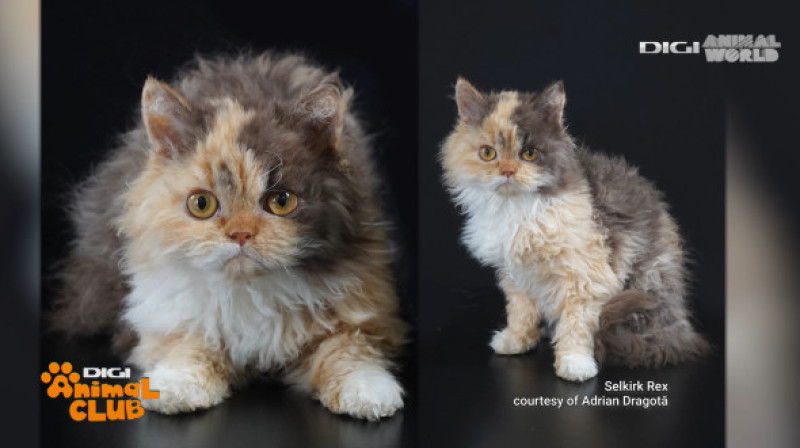 DAC FIFE WORLD SHOW 2 Selkirk Rex
