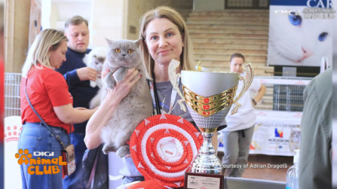 România găzduiește pentru prima dată Campionatul Mondial Felin | 750 de pisici din 36 de țări