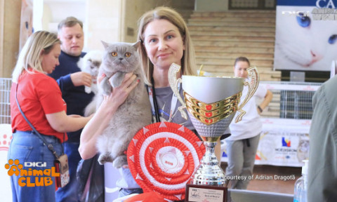 România găzduiește pentru prima dată Campionatul Mondial Felin | 750 de pisici din 36 de țări