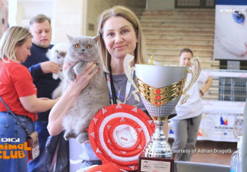 România găzduiește pentru prima dată Campionatul Mondial Felin | 750 de pisici din 36 de țări