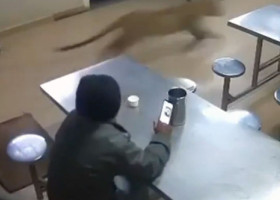 Moment de groază la un hotel din India. Un leopard sălbatic a năvălit în sala de mese în timp ce un bărbat își lua prânzul