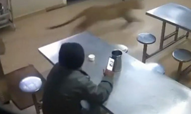 Moment de groază la un hotel din India. Un leopard sălbatic a năvălit în sala de mese în timp ce un bărbat își lua prânzul