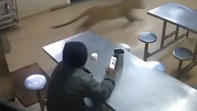 Moment de groază la un hotel din India. Un leopard sălbatic a năvălit în sala de mese în timp ce un bărbat își lua prânzul