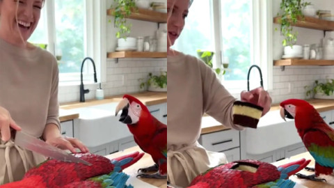 Reacția unui papagal atunci când stăpâna sa taie un tort în formă de pasăre: „E incredibil. Sigur e făcut cu AI”