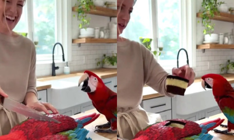 Reacția unui papagal atunci când stăpâna sa taie un tort în formă de pasăre: „E incredibil. Sigur e făcut cu AI”