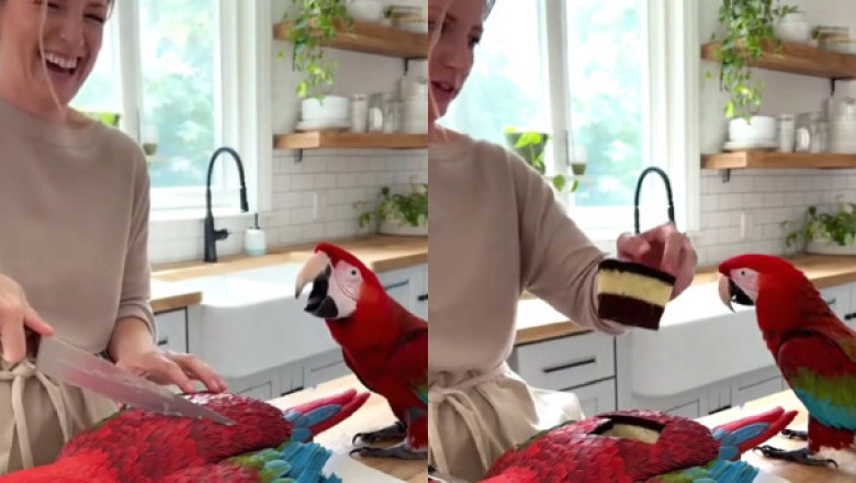 Reacția unui papagal atunci când stăpâna sa taie un tort în formă de pasăre: „E incredibil. Sigur e făcut cu AI”