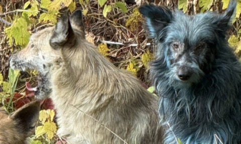 Câini cu blană albastră, observaţi la Cernobîl. Specialiştii exclud efectul radiaţiilor şi explică ce s-ar putea să se fi întâmplat