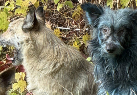 Câini cu blană albastră, observaţi la Cernobîl. Specialiştii exclud efectul radiaţiilor şi explică ce s-ar putea să se fi întâmplat