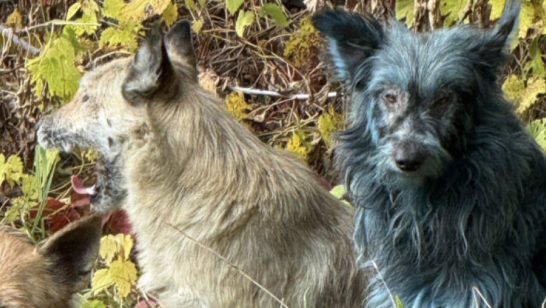 Câini cu blană albastră, observaţi la Cernobîl. Specialiştii exclud efectul radiaţiilor şi explică ce s-ar putea să se fi întâmplat