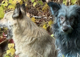 Câini cu blană albastră, observaţi la Cernobîl. Specialiştii exclud efectul radiaţiilor şi explică ce s-ar putea să se fi întâmplat