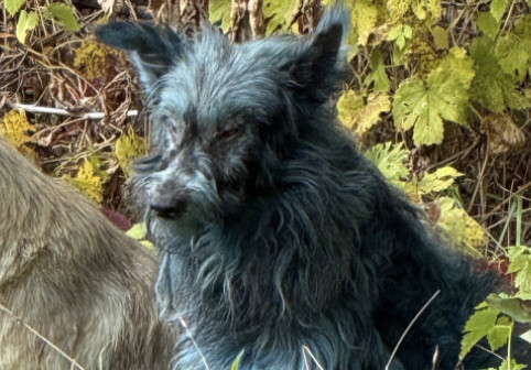 Misterul câinilor „albaștri” de la Cernobîl, demontat de un om de știință. Explicația surprinzătoare nu are legătură cu radiațiile